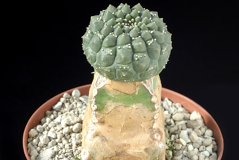 Euphorbia gymnocalycioide Cm. 4 € 36,00.jpg